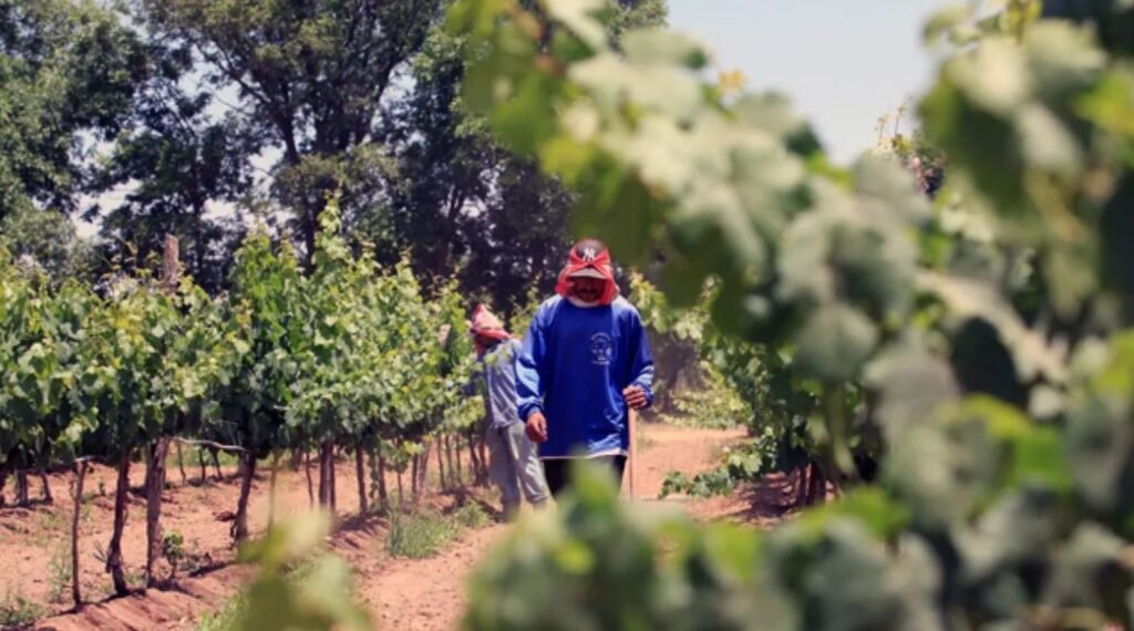 Viñedos de Querétaro se preparan para atraer visitantes durante el Mundial 2026