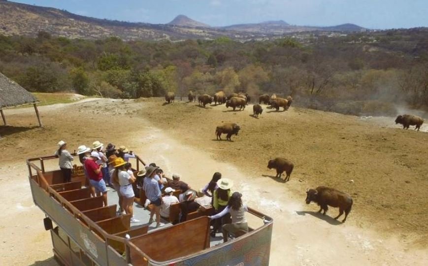 A 35 minutos de Querétaro puedes vivir un safari entre animales
